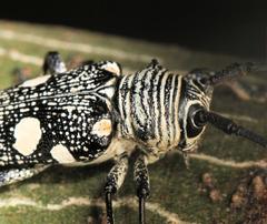 Zographus nivisparsus