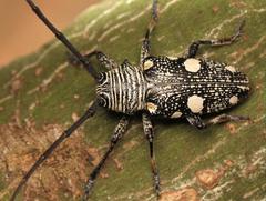 Zographus nivisparsus