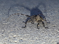 Mesosa curculionoides