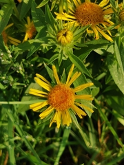 Pentanema britannica