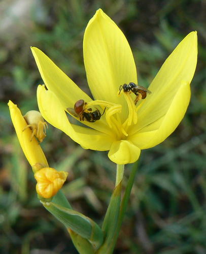 Thicket Rushiris (Bobartia gracilis)
