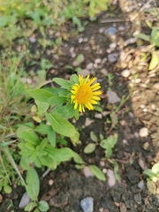 Pentanema britannica