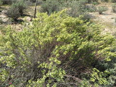Struthiola leptantha