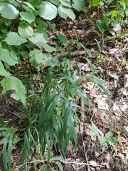 Elymus caninus
