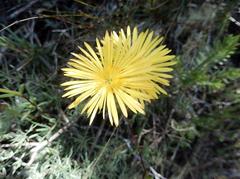 Lampranthus explanatus