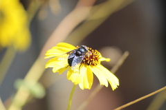 Copestylum violaceum