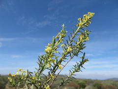 Struthiola leptantha