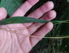 Elymus caninus