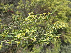 Struthiola leptantha