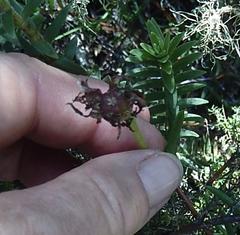 Lampranthus explanatus