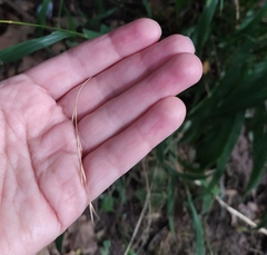 Elymus caninus