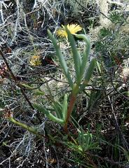 Lampranthus explanatus