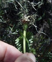 Lampranthus explanatus