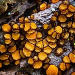 Scutellinia erinaceus