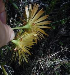 Lampranthus explanatus