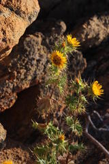 Berkheya spinosissima