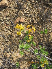 Lasiosiphon deserticola