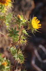 Berkheya spinosissima