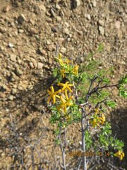 Lasiosiphon deserticola