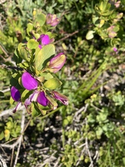 Polygala myrtifolia