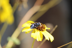 Copestylum violaceum