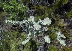 Hermannia trifoliata