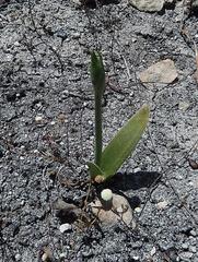 Ornithogalum dubium