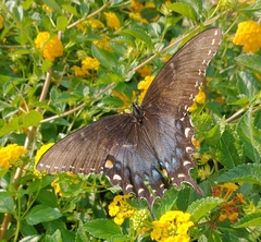 Papilio glaucus