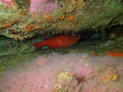 Chrysoblephus laticeps