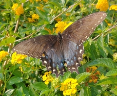 Papilio glaucus