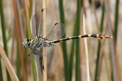 Phyllogomphoides stigmatus
