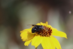 Copestylum violaceum