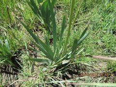 Bulbine narcissifolia