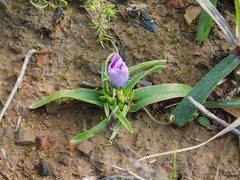 Moraea barnardiella