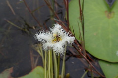 Nymphoides indica