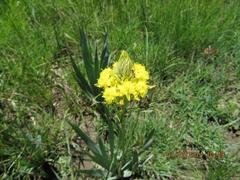 Bulbine narcissifolia