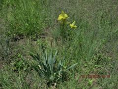 Bulbine narcissifolia