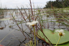 Nymphoides indica
