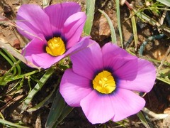 Moraea barnardiella
