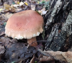 Boletus