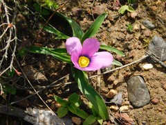 Moraea barnardiella
