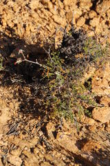 Pelargonium dasyphyllum