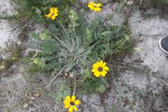 Arctotis breviscapa