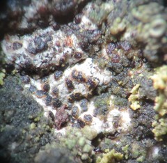 Arthonia subdispuncta