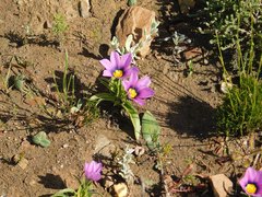 Moraea barnardiella
