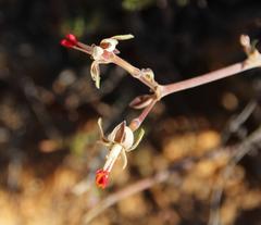 Pelargonium dasyphyllum