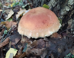 Boletus
