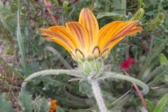 Arctotis breviscapa