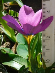 Moraea barnardiella
