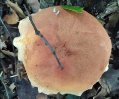 Boletus